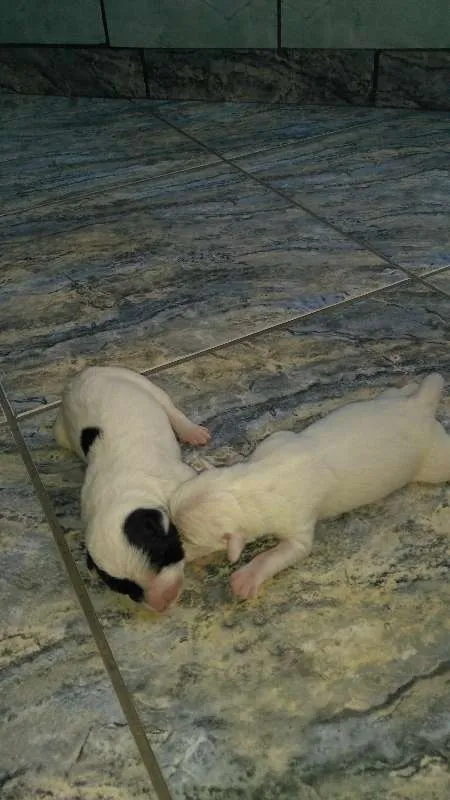 Cachorro raça srd idade Abaixo de 2 meses nome lilica