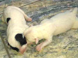 Cachorro raça srd idade Abaixo de 2 meses nome lilica