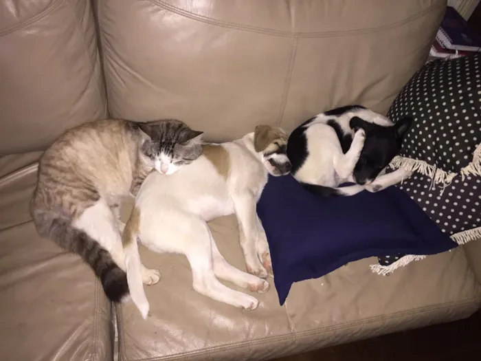 Cachorro ra a Vira lata  idade 2 a 6 meses nome Peter e Luna 