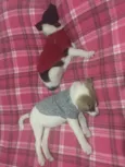 Peter e Luna 