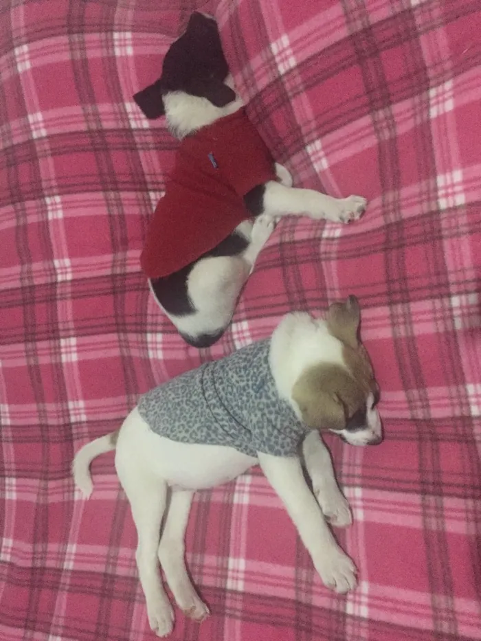 Cachorro ra a Vira lata  idade 2 a 6 meses nome Peter e Luna 