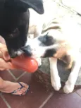 Peter e Luna 