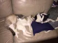 Peter e Luna 