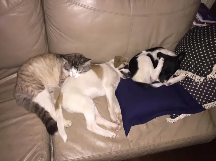 Cachorro ra a Vira lata  idade 2 a 6 meses nome Peter e Luna 