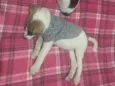 Peter e Luna 