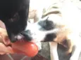 Peter e Luna 