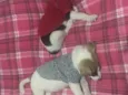Peter e Luna 