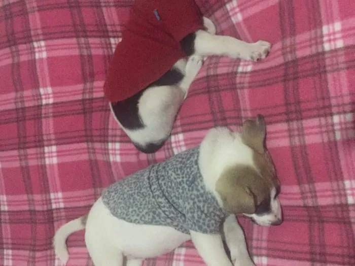 Cachorro ra a Vira lata  idade 2 a 6 meses nome Peter e Luna 