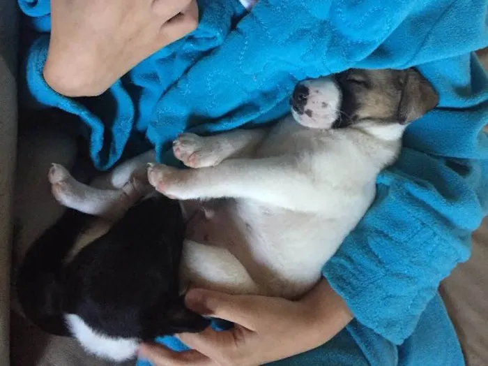 Cachorro ra a Vira lata  idade 2 a 6 meses nome Peter e Luna 