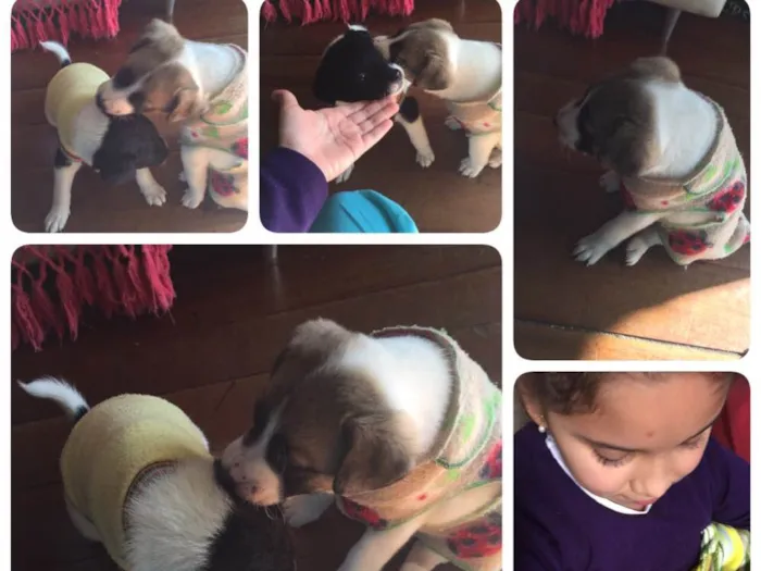 Cachorro ra a Vira lata  idade 2 a 6 meses nome Peter e Luna 