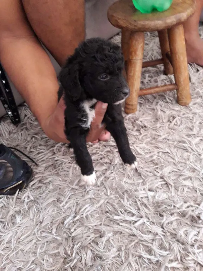 Cachorro ra a  idade Abaixo de 2 meses nome Sem nome