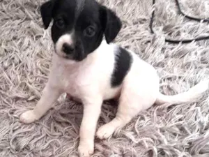 Cachorro raça  idade Abaixo de 2 meses nome Sem nome 