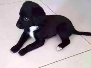 Cachorro raça  idade Abaixo de 2 meses nome Sem nome