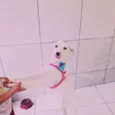 Nayla