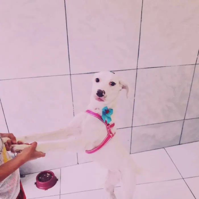 Cachorro ra a Vira lata  idade 7 a 11 meses nome Nayla