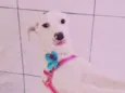 Nayla