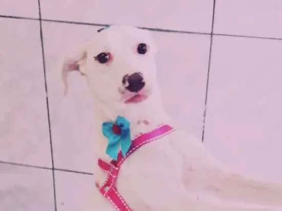 Cachorro ra a Vira lata  idade 7 a 11 meses nome Nayla