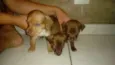 perolas