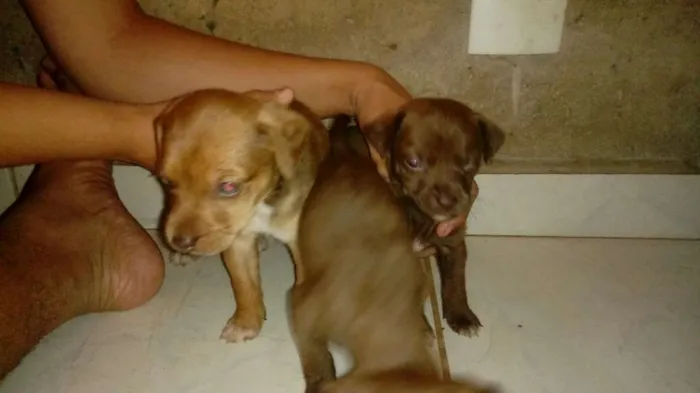 Cachorro ra a vira lata idade Abaixo de 2 meses nome perolas