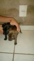 perolas