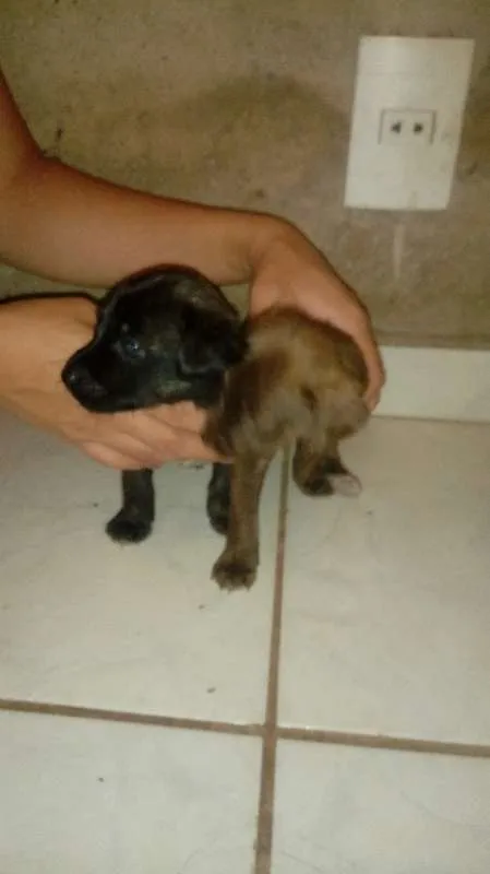 Cachorro ra a vira lata idade Abaixo de 2 meses nome perolas