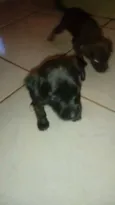 perolas