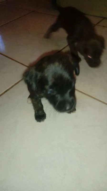Cachorro ra a vira lata idade Abaixo de 2 meses nome perolas