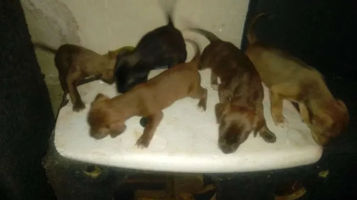 Cachorro ra a vira lata idade Abaixo de 2 meses nome perolas