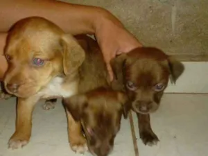 Cachorro raça vira lata idade Abaixo de 2 meses nome perolas