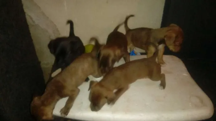Cachorro ra a vira lata idade Abaixo de 2 meses nome perolas