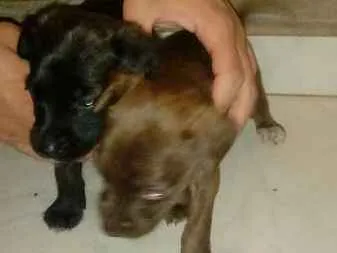 Cachorro ra a vira lata idade Abaixo de 2 meses nome perolas
