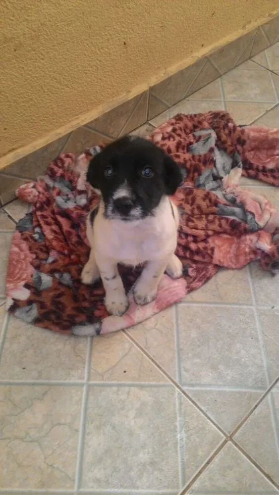 Cachorro ra a Sem raça idade  nome Frida