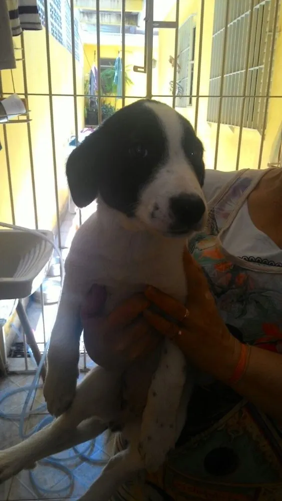 Cachorro ra a Sem raça idade  nome Frida