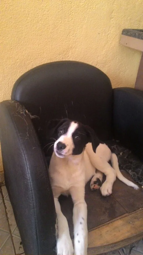 Cachorro ra a Sem raça idade  nome Frida