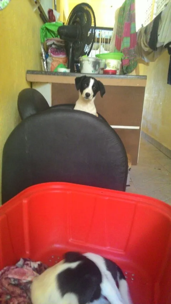 Cachorro ra a Sem raça idade  nome Frida