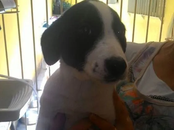 Cachorro ra a Sem raça idade  nome Frida