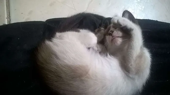 Gato raça SRD idade 2 a 6 meses nome Marie