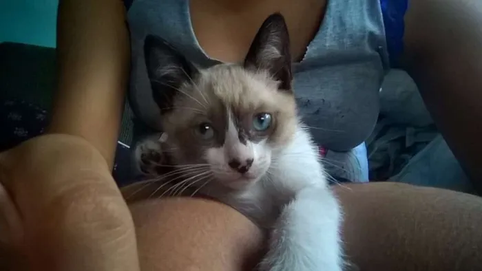 Gato raça SRD idade 2 a 6 meses nome Marie