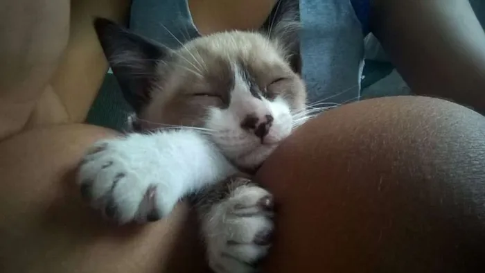 Gato raça SRD idade 2 a 6 meses nome Marie