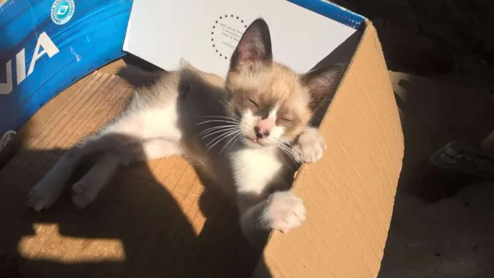 Gato raça SRD idade 2 a 6 meses nome Marie
