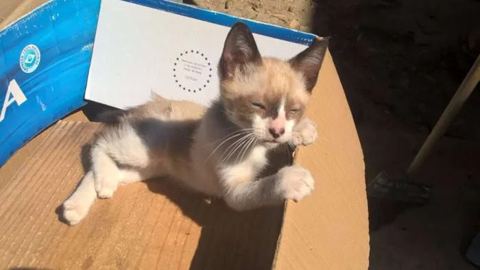 Gato raça SRD idade 2 a 6 meses nome Marie