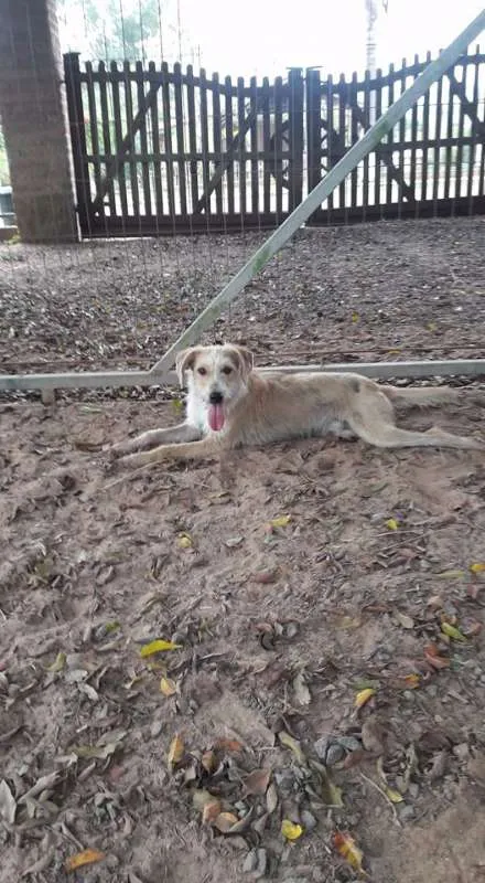 Cachorro ra a SRD idade 2 anos nome SULTÃO