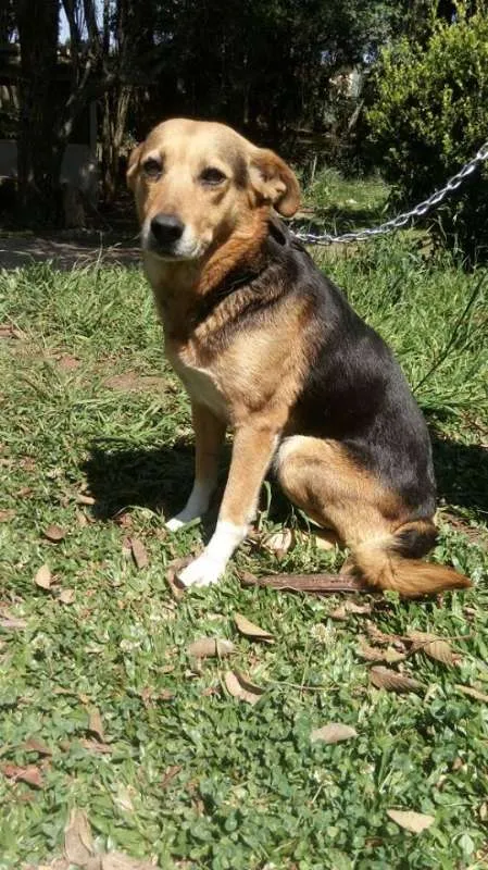 Cachorro raça SRD idade 4 anos nome Diana
