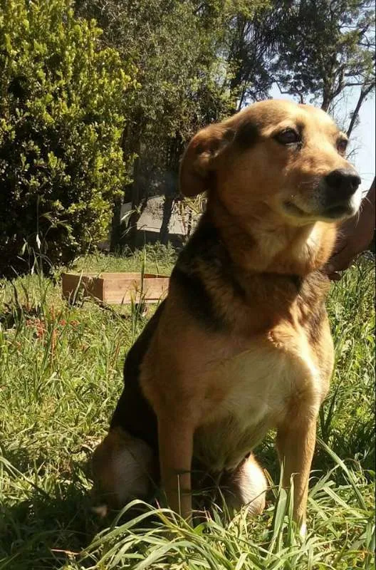 Cachorro raça SRD idade 4 anos nome Diana