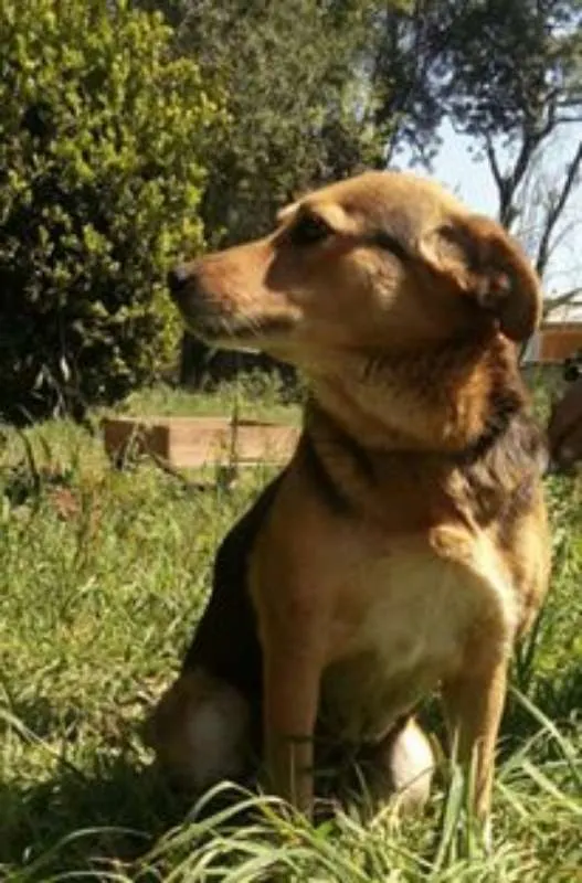 Cachorro raça SRD idade 4 anos nome Diana