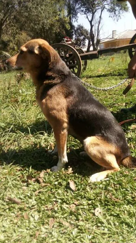 Cachorro raça SRD idade 4 anos nome Diana