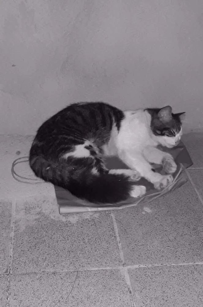 Gato raça  idade 7 a 11 meses nome Jack
