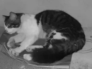 Gato raça  idade 7 a 11 meses nome Jack