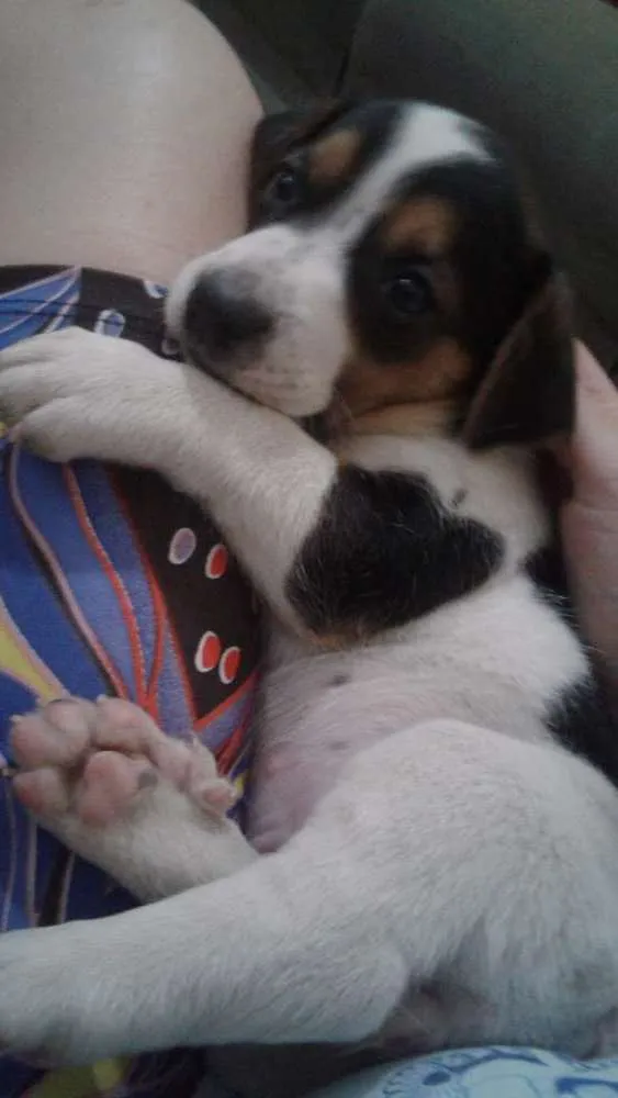 Cachorro ra a Raçã não definida  idade Abaixo de 2 meses nome Sem nome 