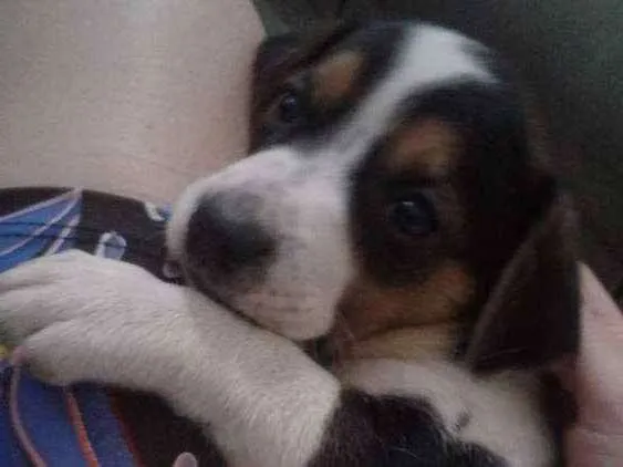 Cachorro ra a Raçã não definida  idade Abaixo de 2 meses nome Sem nome 